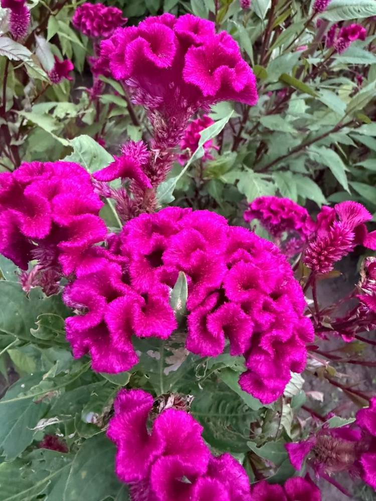 Rows of magenta celosia growing in the field